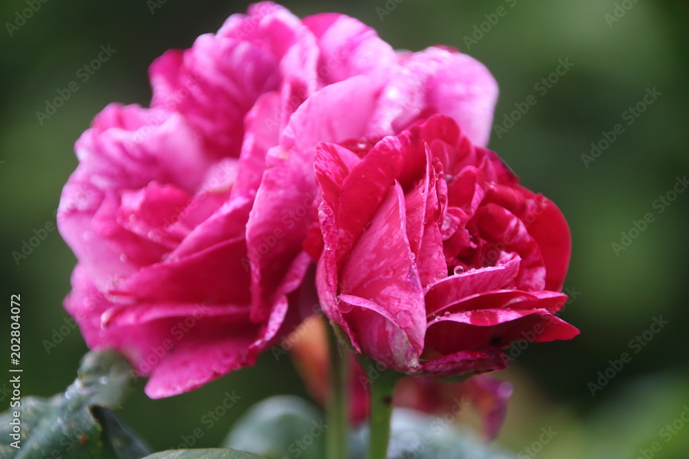 Fototapeta premium historische Rose Ferdinand Pichard