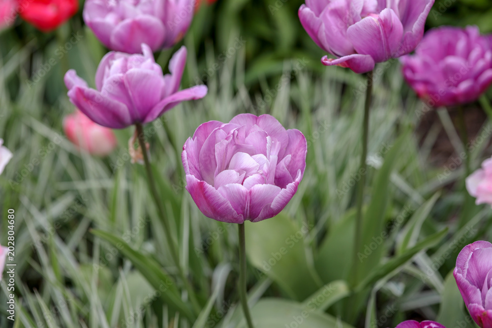 Obraz premium Purple Tulips