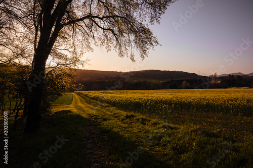 Yellow field at sunset