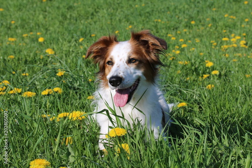 Hund liegt in der Sonne