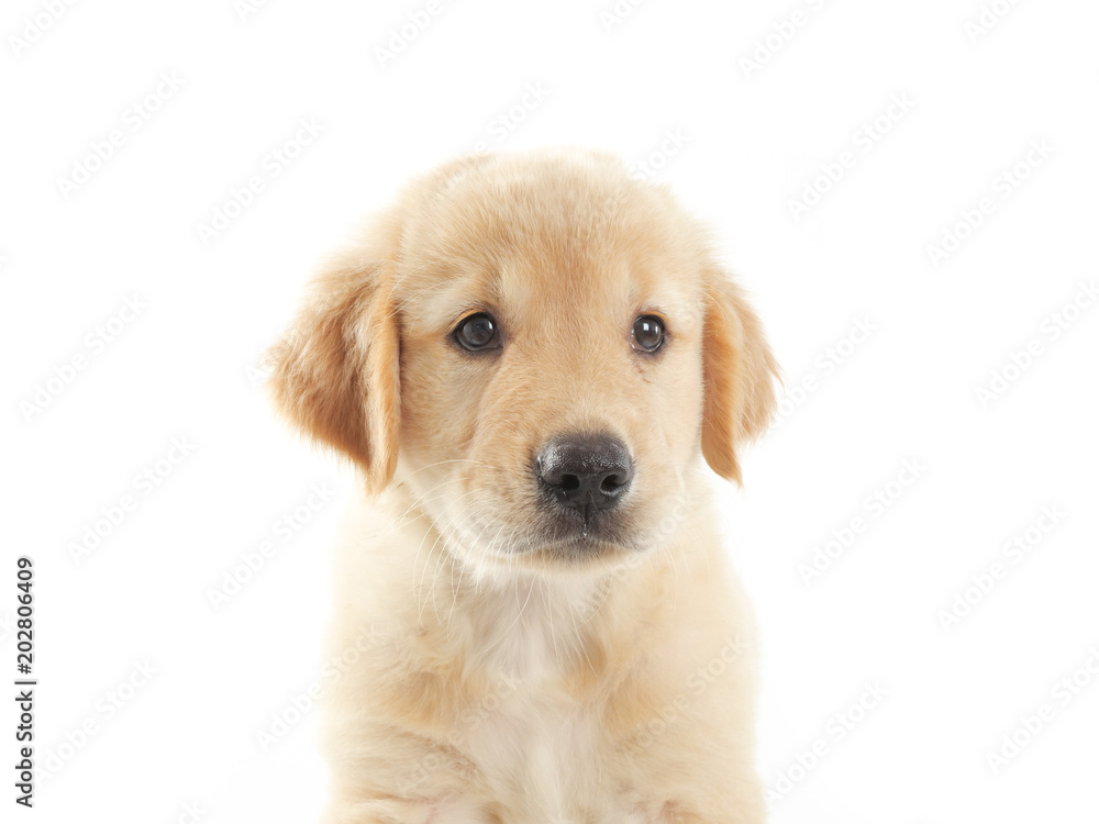 Puppy dog golden retriever on white background Puppy dog golden retriever on white background