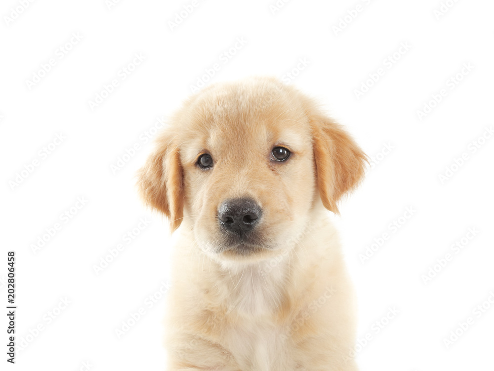 Puppy dog golden retriever on white background