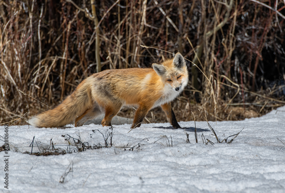Fototapeta premium A Beautiful Red Fox in Colorado