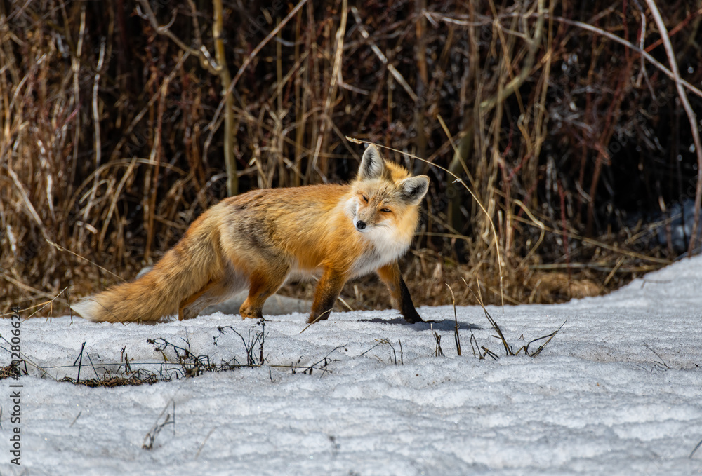 Fototapeta premium A Beautiful Red Fox in Colorado