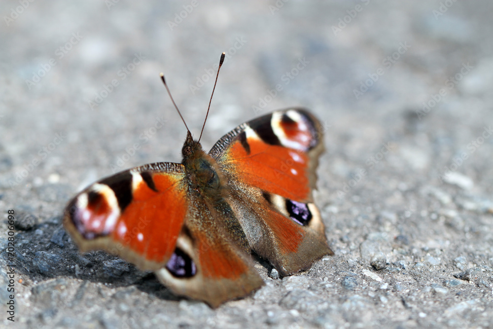 butterfly on stone macro butterfly on stone macro