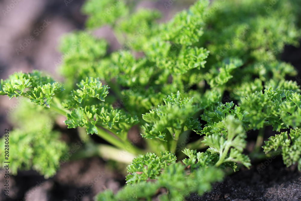  green young parsley