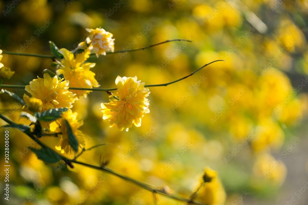 Spring tree flowering. Kerria japonica yellow flowers. Slovakia Spring tree flowering. Kerria japonica yellow flowers. Slovakia
