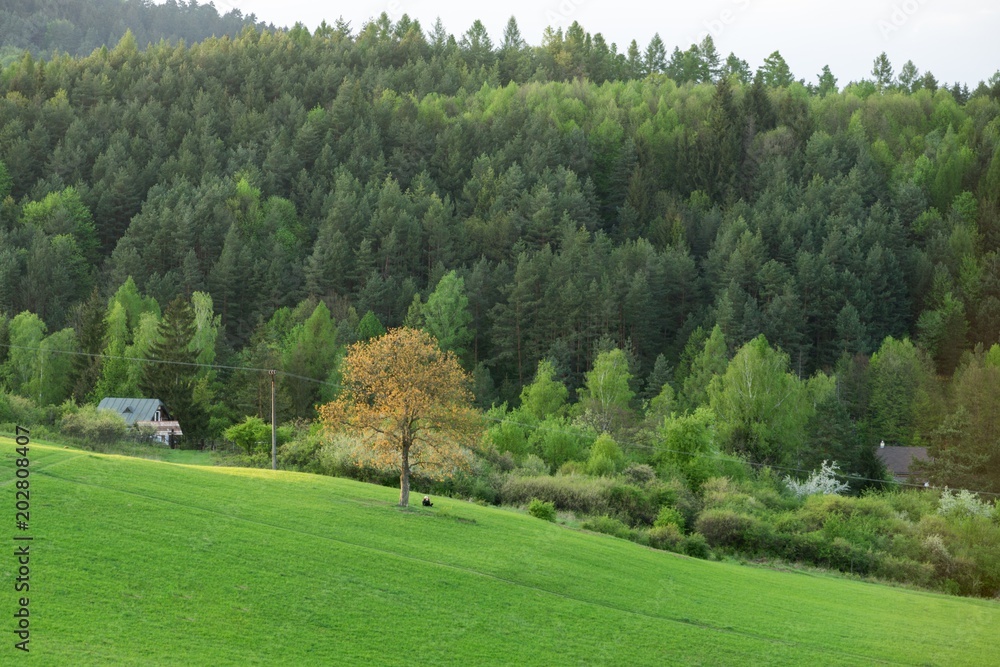 Fototapeta premium Sunset on meadow with hills and tree. Slovakia