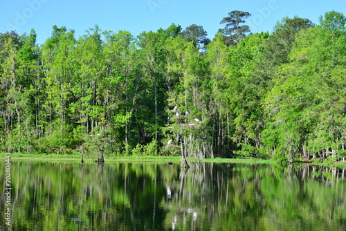 Swamp near Charleston in South Carolina.