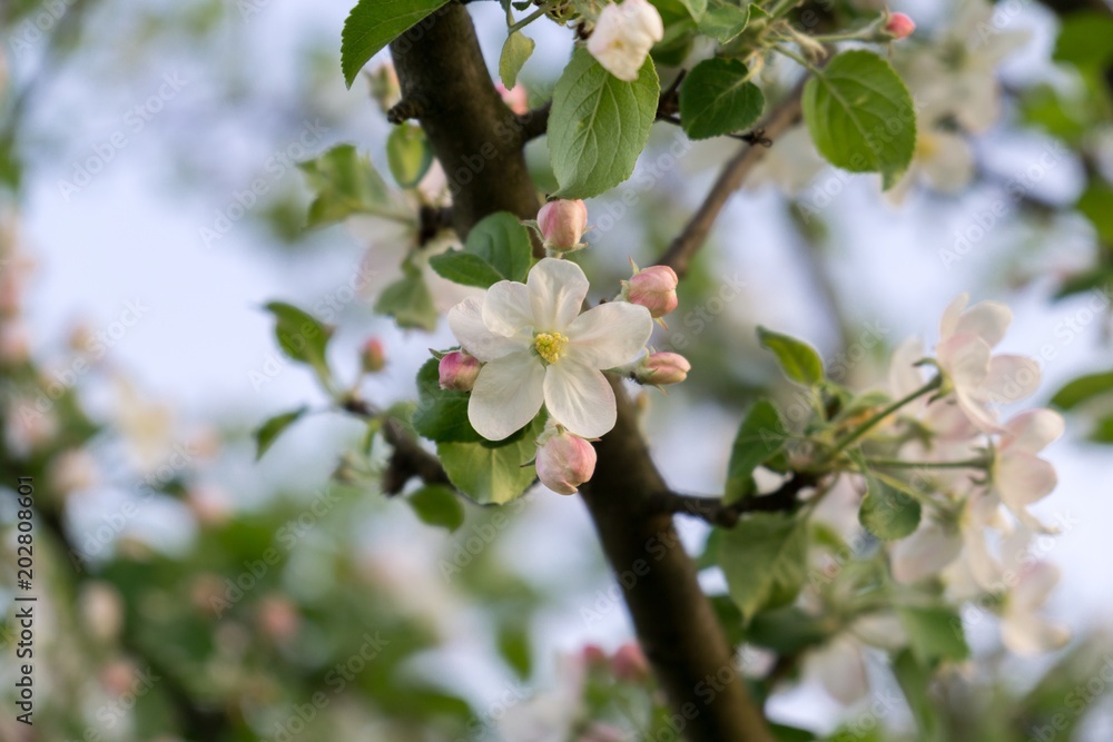 Spring tree flowering white blooming tree. Slovakia Spring tree flowering white blooming tree. Slovakia
