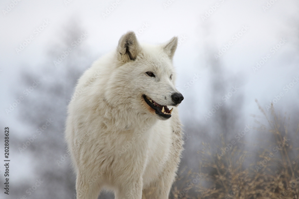 An Arctic Wolf (Canis lupus arctos) smiling in a profile shot.. An Arctic Wolf (Canis lupus arctos) smiling in a profile shot..