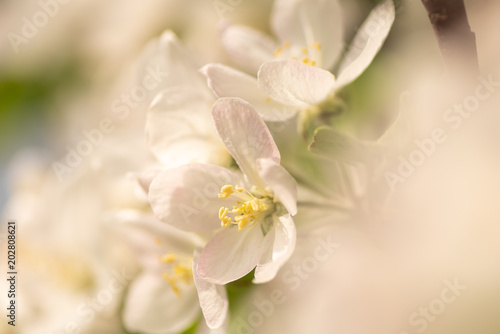 Fototapeta Naklejka Na Ścianę i Meble -  apple blossom in spring