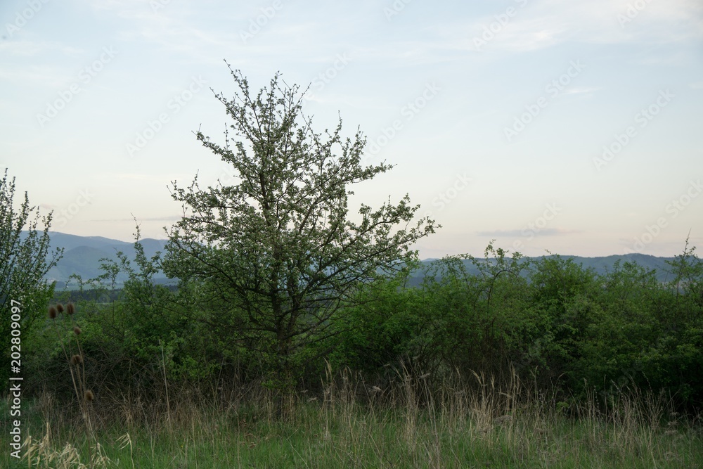 Spring tree flowering white blooming tree. Slovakia Spring tree flowering white blooming tree. Slovakia