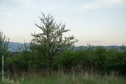 Spring tree flowering white blooming tree. Slovakia