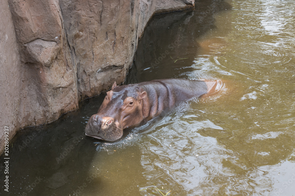 Obraz premium hippopotamus