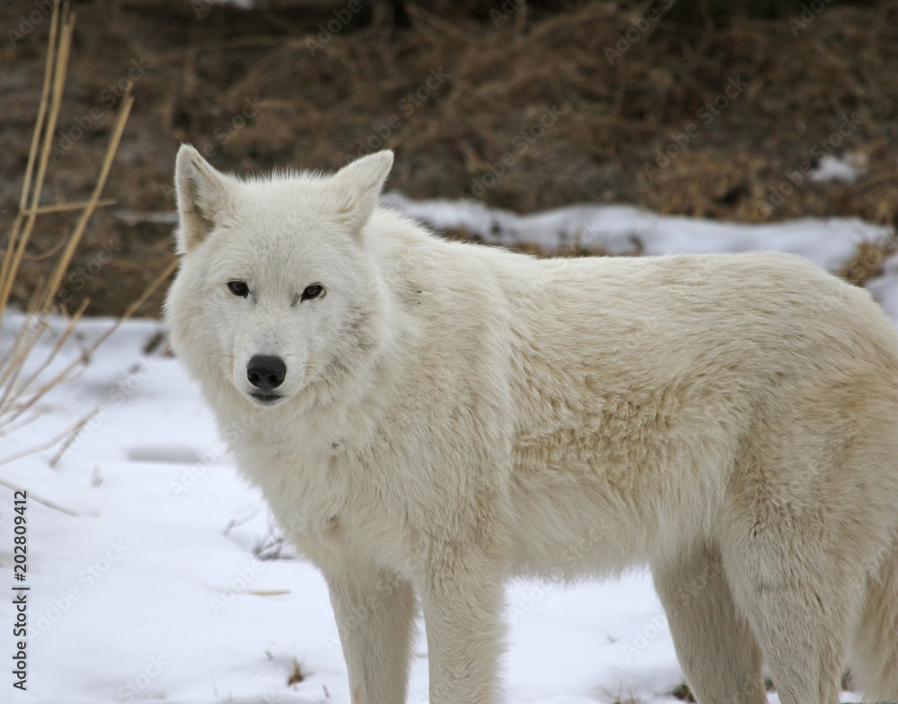 An Arctic Wolf (Canis lupus arctos) in the snow..