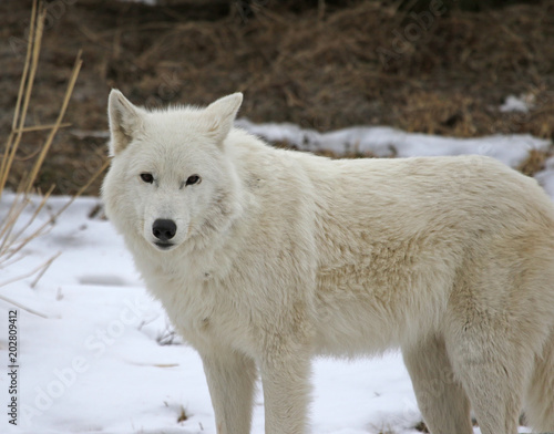 An Arctic Wolf  Canis lupus arctos  in the snow..