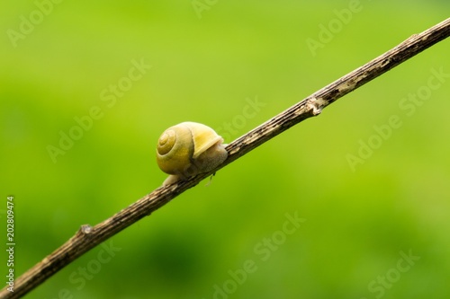 Snail on the leaf. Slovakia