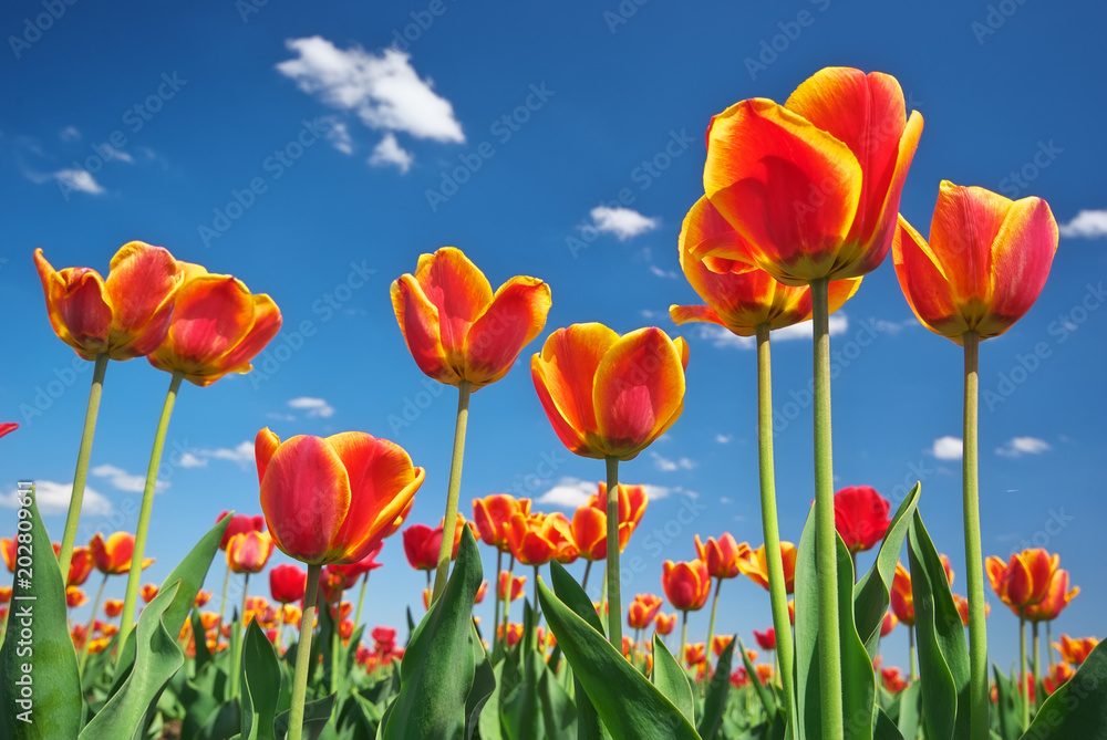 Tulips and sky background. Tulips and sky background.