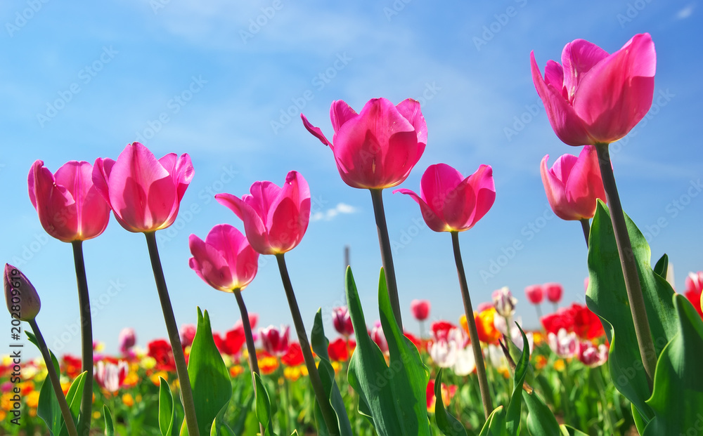 Tulips on sky background. Tulips on sky background.