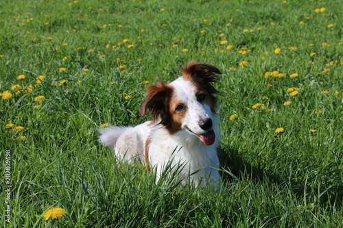 Hund liegt gemütlich auf der Weide