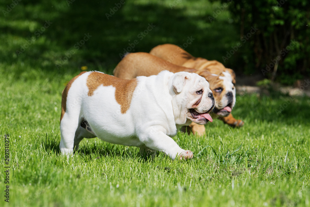Portrait of the english bulldog outdoo Portrait of the english bulldog outdoo