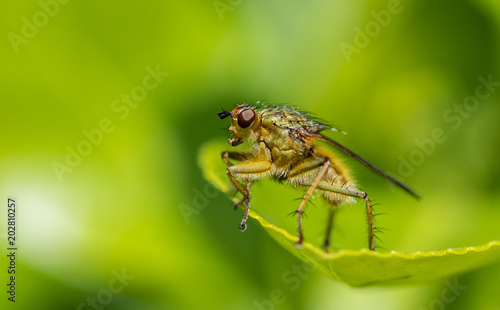 A Juvenile Common Housefly on a Leaf