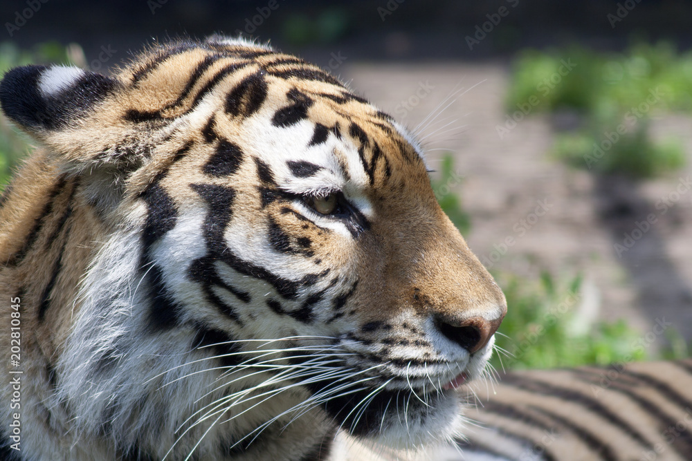 Fototapeta premium Tiger