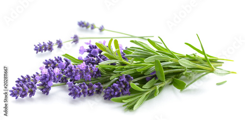 Lavender bunch on a white
