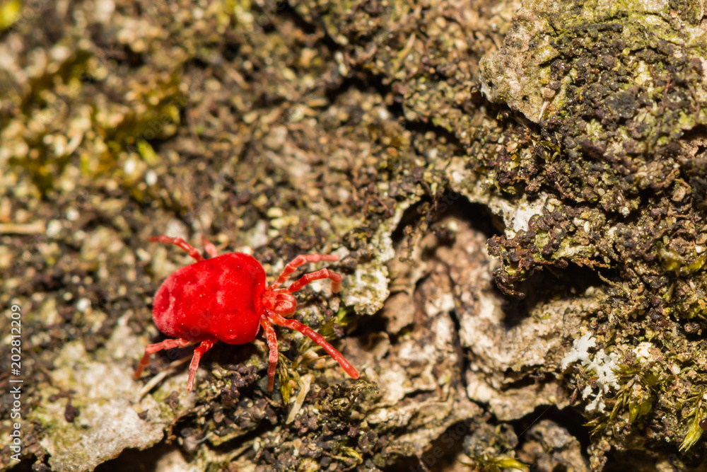 Red Velvet Mite (Trombidium holosericeum) Red Velvet Mite (Trombidium holosericeum)