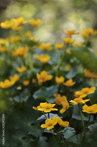 Marsh-marigold, kingcup - Caltha palustris photo