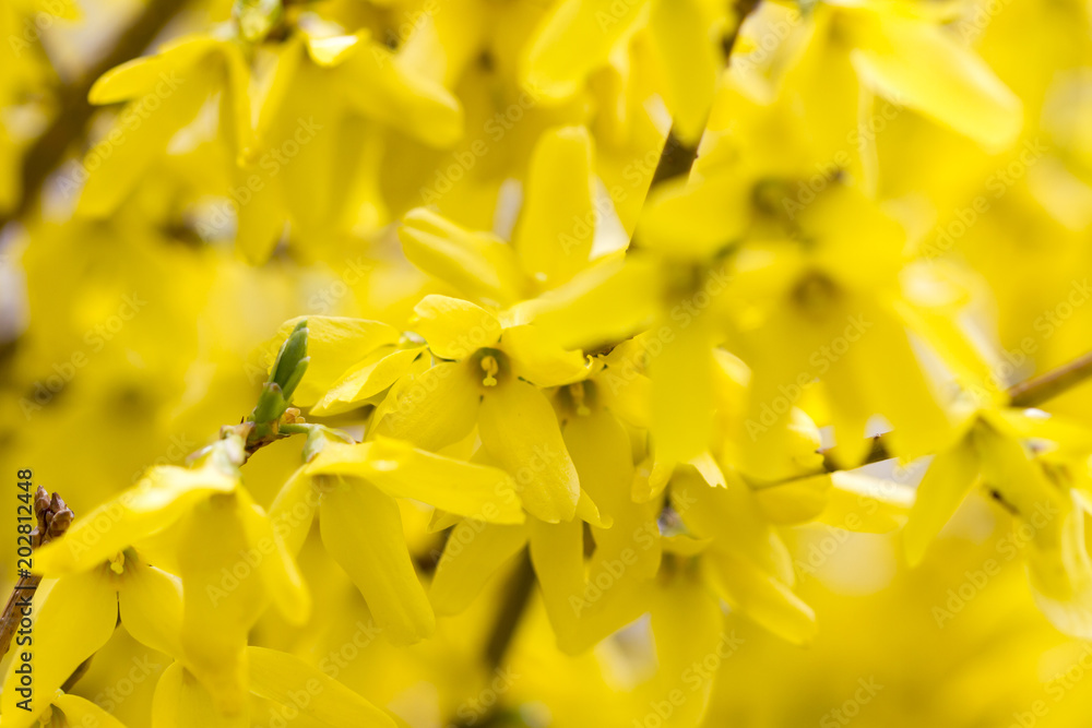 Yellow flowers of forsythia tree, romantic spring gentle artistic image. Yellow flowers of forsythia tree, romantic spring gentle artistic image.