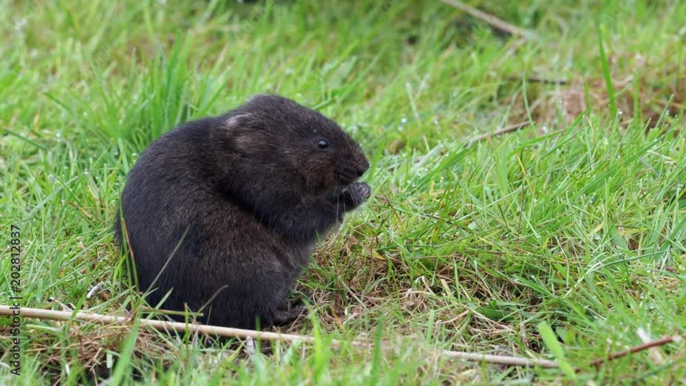 European water vole or northern water vole (Arvicola amphibius) eating on a grass bank European water vole or northern water vole (Arvicola amphibius) eating on a grass bank