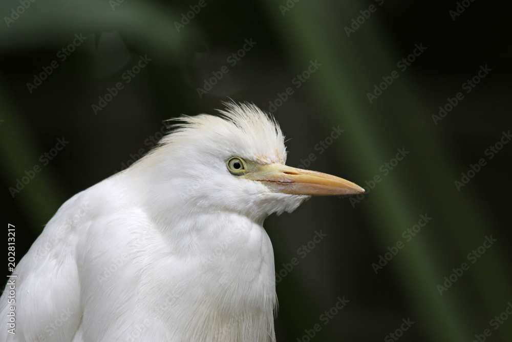 A profile shot of a Cattle Egret (Bubulcus ibis) on black.. A profile shot of a Cattle Egret (Bubulcus ibis) on black..
