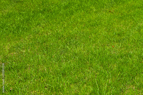 Spring lawn with a young green grass - natural background, plant texture