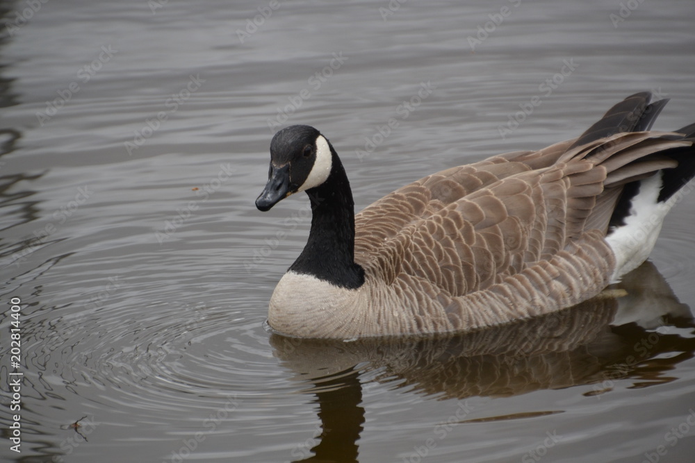 Canadian Goose Swimming