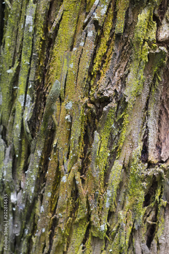wooden texture of the trunk of a tree with relief wooden texture of the trunk of a tree with relief