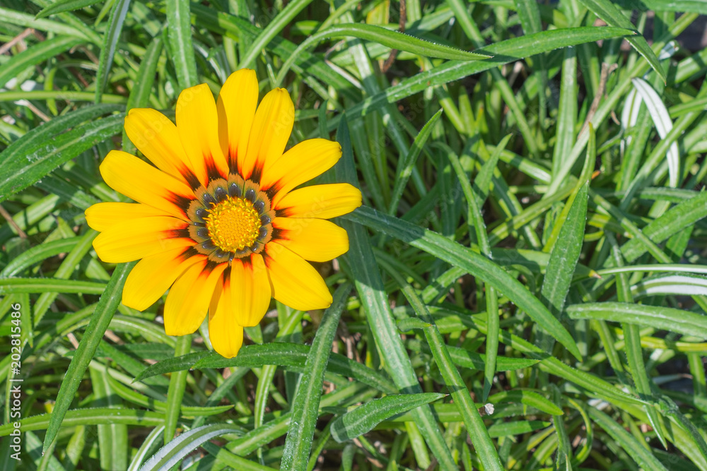 Yellow flower on the flowerbed, close-up Yellow flower on the flowerbed, close-up