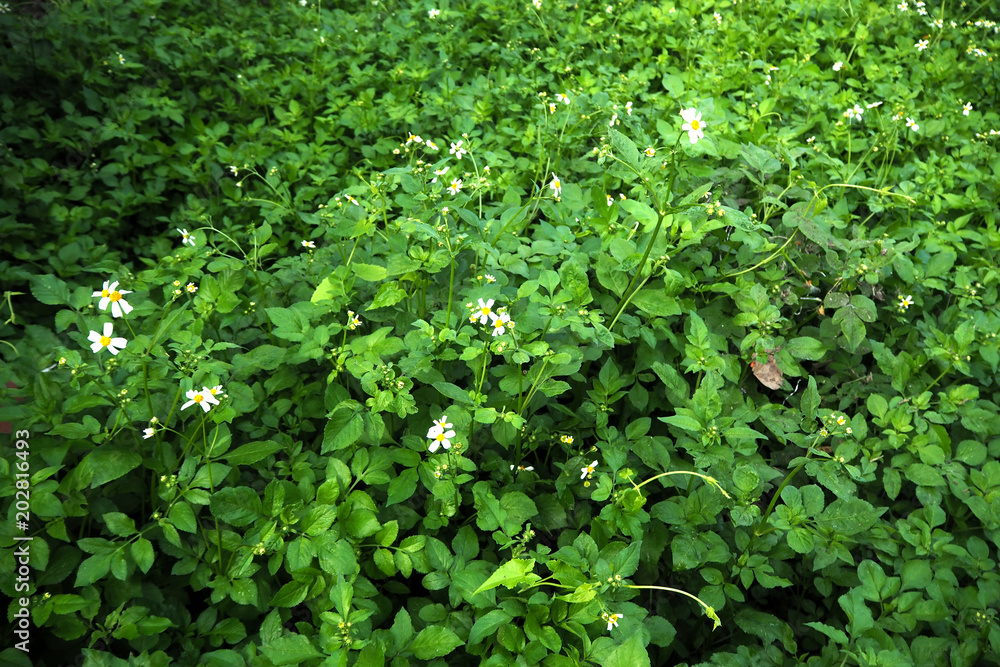 The white flower in green leaf look so nice The white flower in green leaf look so nice