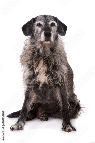 Fototapeta Naklejka Na Ścianę i Meble -  Alter Mischlingshund auf weißem Hintergrund