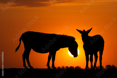 Silhouette of two donkeys on sunset