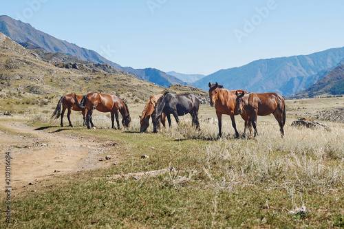 Hourses in the Kurai steppe with the Altay mountains on a background