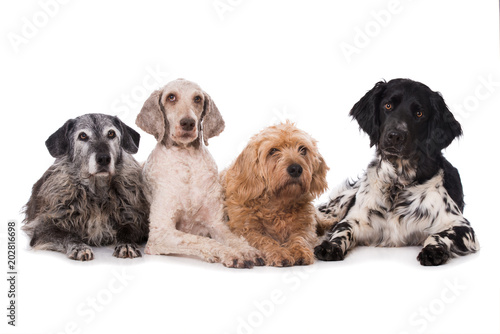 Vier Hunde liegen nebeneinander auf weißem Hintergrund