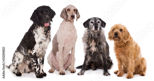 Vier Hunde sitzen nebeneinander auf weißem Hintergrund