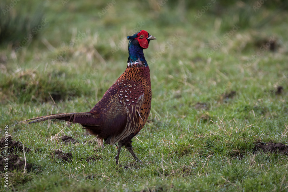 Cock pheasant (Phasianus colchicus) strutting Cock pheasant (Phasianus colchicus) strutting