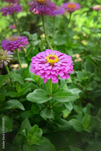 A garden flower of zinnia purple grows in the garden on a summer day.