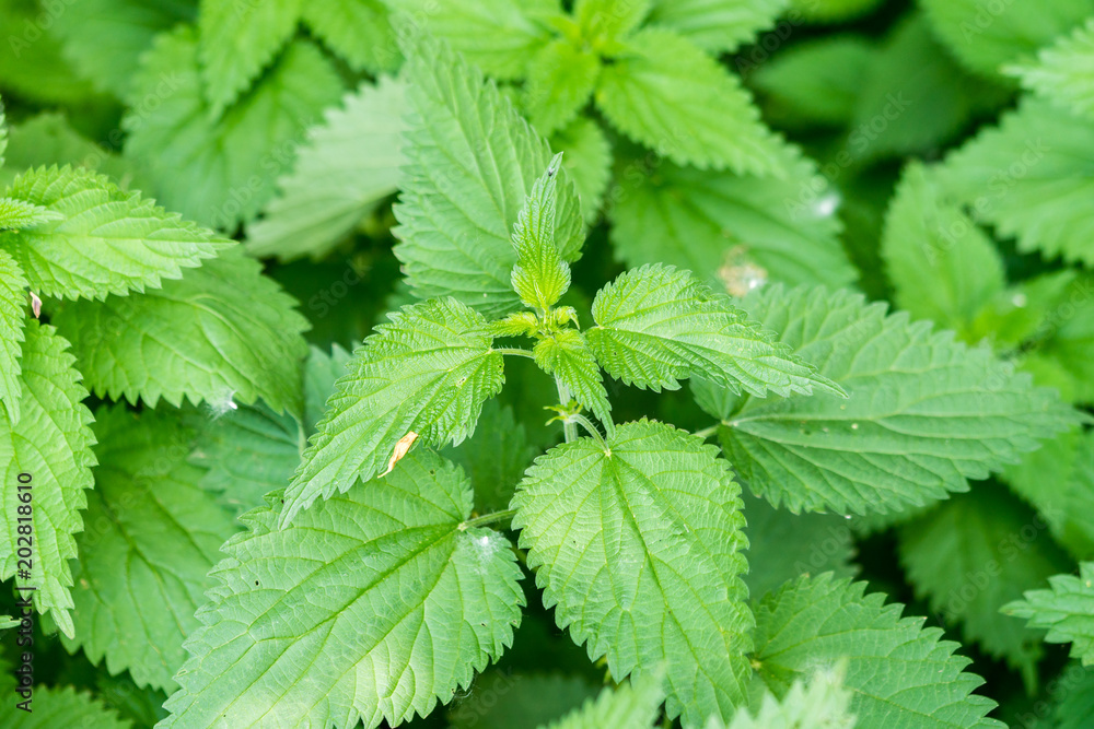Urtica dioica, often called common nettle, stinging nettle or nettle leaf. Closeup, macro. Selective focus. Urtica dioica, often called common nettle, stinging nettle or nettle leaf. Closeup, macro. Selective focus.