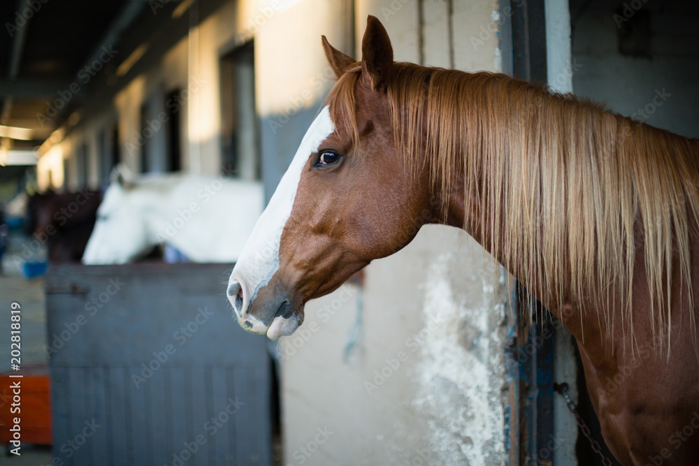 Fotografie Brown horse in the stable