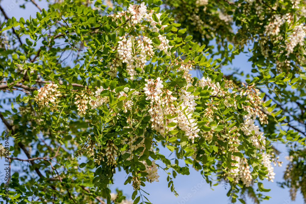 Fototapeta premium The upper branches of the black locust (Robinia pseudoacacia) in flowers. Blue sky backround.
