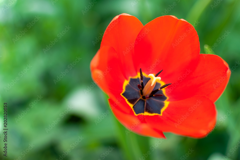 Beautiful red tulips closeup. Macro flower background. Shallow depth of field. Beautiful red tulips closeup. Macro flower background. Shallow depth of field.